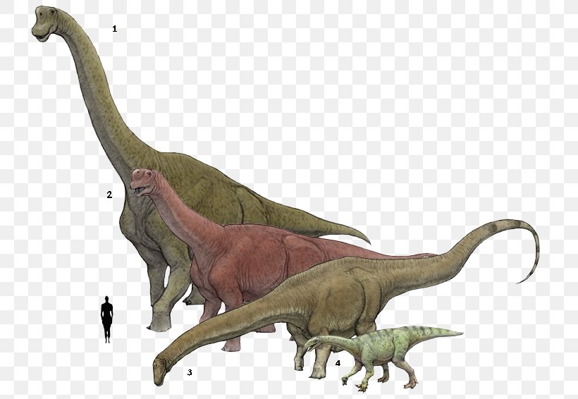 Brachiosaurus Plateosaurus Camarasaurus Supersaurus Amphicoelias, PNG, 742x566px, Brachiosaurus, Amphicoelias, Animal Figure, Apatosaurus, Argentinosaurus Download Free