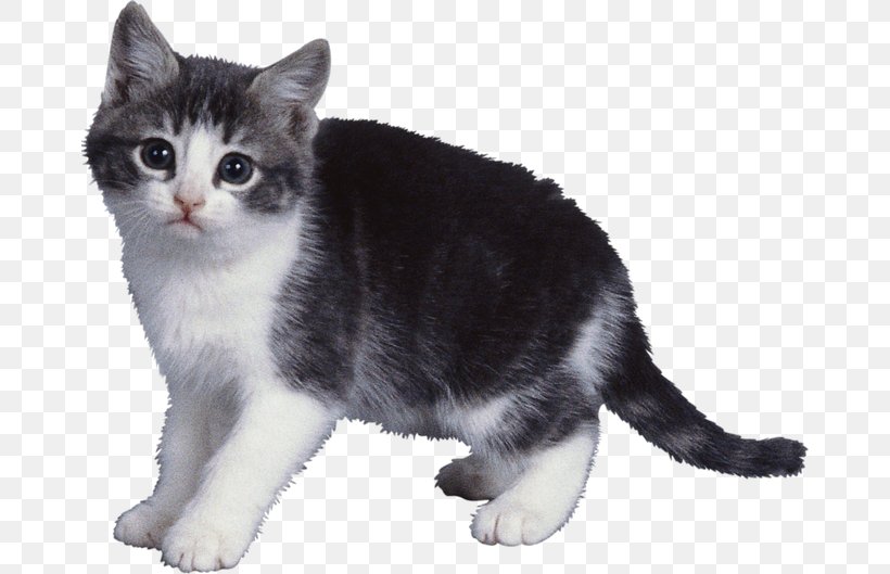 Cat Dog Kitten Animal Pet, PNG, 670x529px, Cat, Aegean Cat, American Shorthair, American Wirehair, Animal Download Free