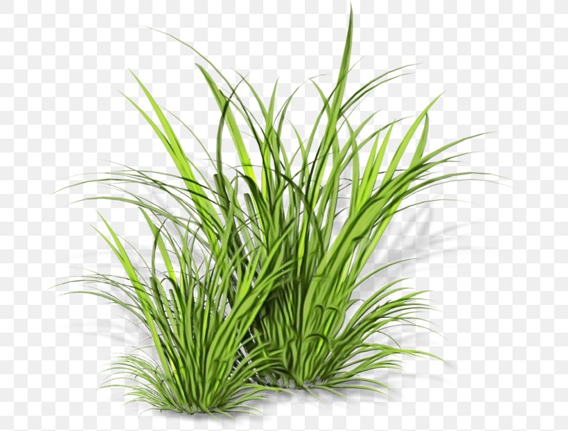 Grass Plant Grass Family Chives Herb, PNG, 699x622px, Watercolor, Chives, Chrysopogon Zizanioides, Flower, Flowering Plant Download Free