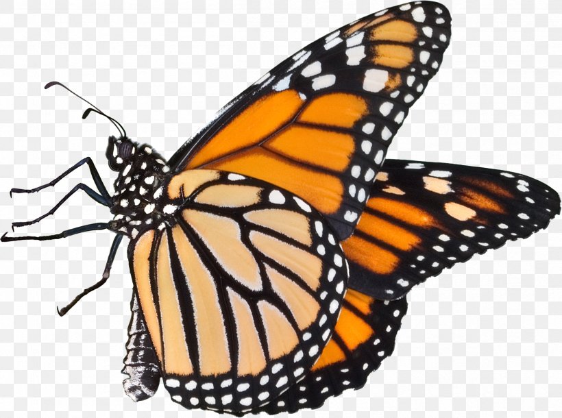 Monarch Butterfly Pieridae Drawing Clip Art, PNG, 2412x1795px, Monarch Butterfly, Arthropod, Blue, Brush Footed Butterfly, Brushfooted Butterflies Download Free