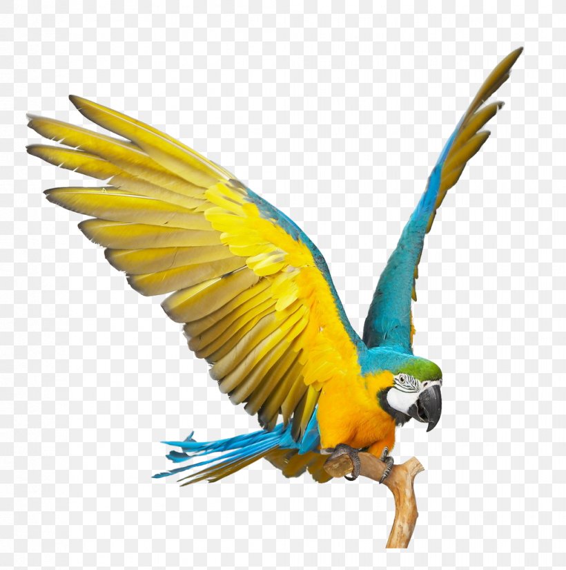 Blue-and-yellow Macaw Parrot Scarlet Macaw Bird Blue And Gold Macaws, The Complete Owners Guide On How To Care For Blue And Yellow Macaws, Facts On Habitat, Breeding, Lifespan, Behavior, Diet, Cage, PNG, 1017x1024px, Blueandyellow Macaw, Beak, Bird, Color, Common Pet Parakeet Download Free