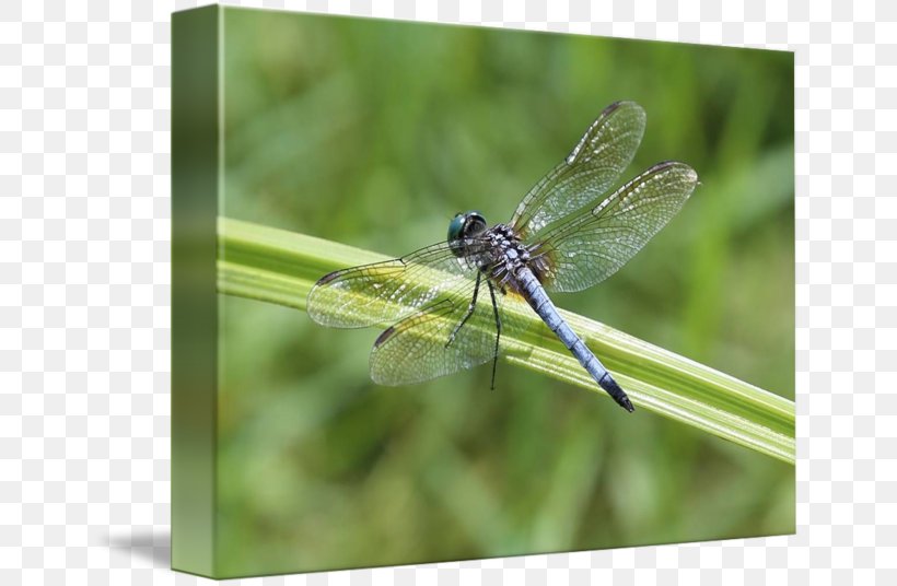 Canvas Print Dragonfly Printmaking Printing Art, PNG, 650x536px, Canvas Print, Art, Arthropod, Canvas, Collage Download Free