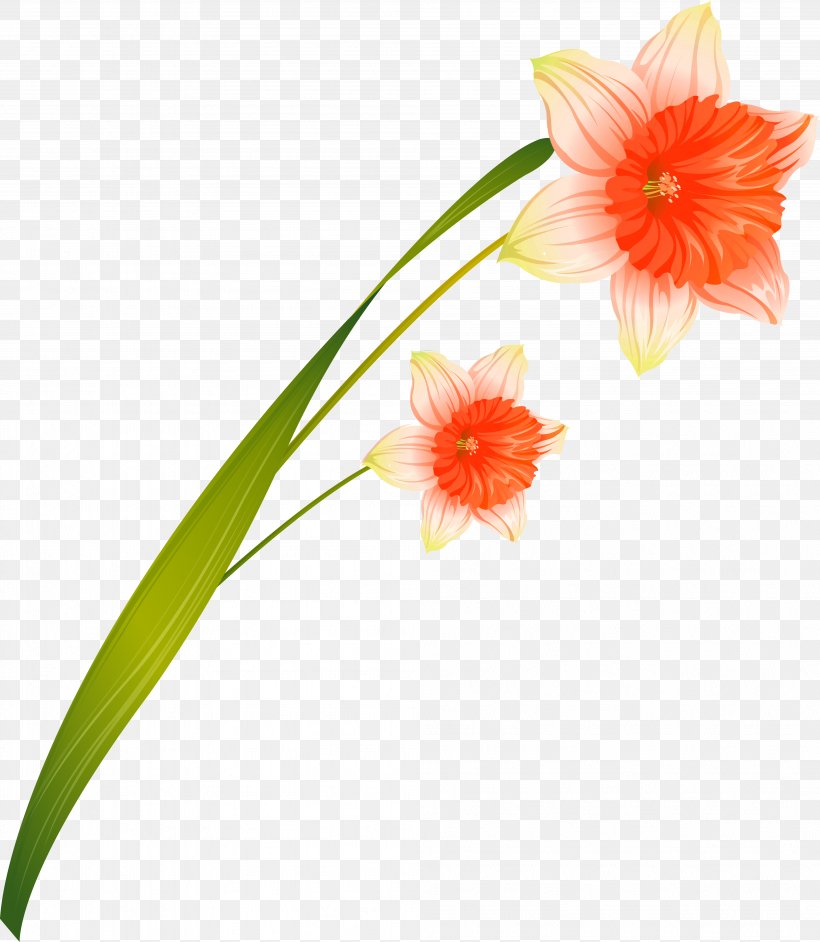 Cut Flowers Daffodil, PNG, 4006x4603px, Flower, Amaryllis, Amaryllis Family, Coreldraw, Cut Flowers Download Free