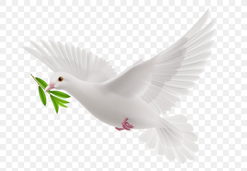Doves As Symbols, PNG, 750x570px, Doves As Symbols, Animation, Beak, Bird, Drawing Download Free