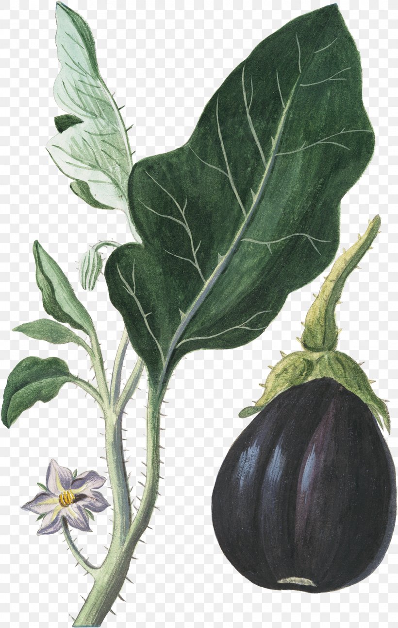 Eggplant Vegetable Botanical Illustration Botany, PNG, 1142x1800px, Eggplant, Botanical Illustration, Botany, Branch, Bush Tomato Download Free