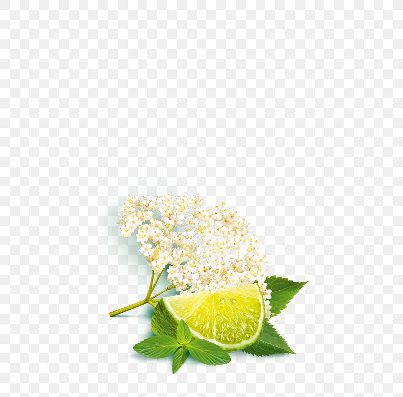 Elderflower Cordial Lemon Still Life Photography Citric Acid, PNG, 500x809px, Elderflower Cordial, Acid, Citric Acid, Citrus, Cordial Download Free