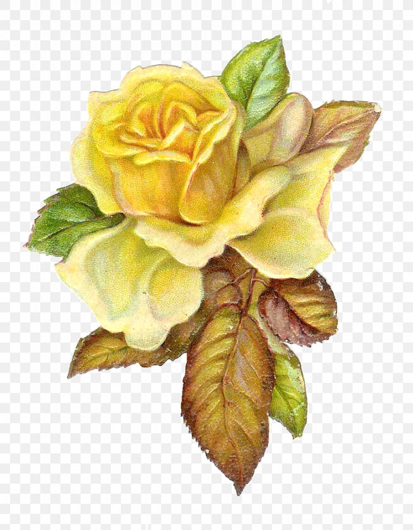Rose Yellow Flower Clip Art, PNG, 900x1155px, Rose, Antique, Artificial Flower, Blue, Bud Download Free