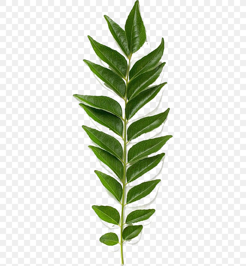 Stock Photography Curry Tree Royalty-free Image, PNG, 335x887px, Stock Photography, Common Sage, Curry, Curry Tree, Leaf Download Free