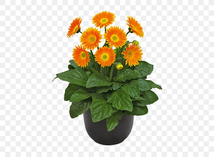 Transvaal Daisy Cut Flowers Chrysanthemum Carnation, PNG, 600x600px, Transvaal Daisy, Annual Plant, Bloemisterij, Calendula, Canna Download Free