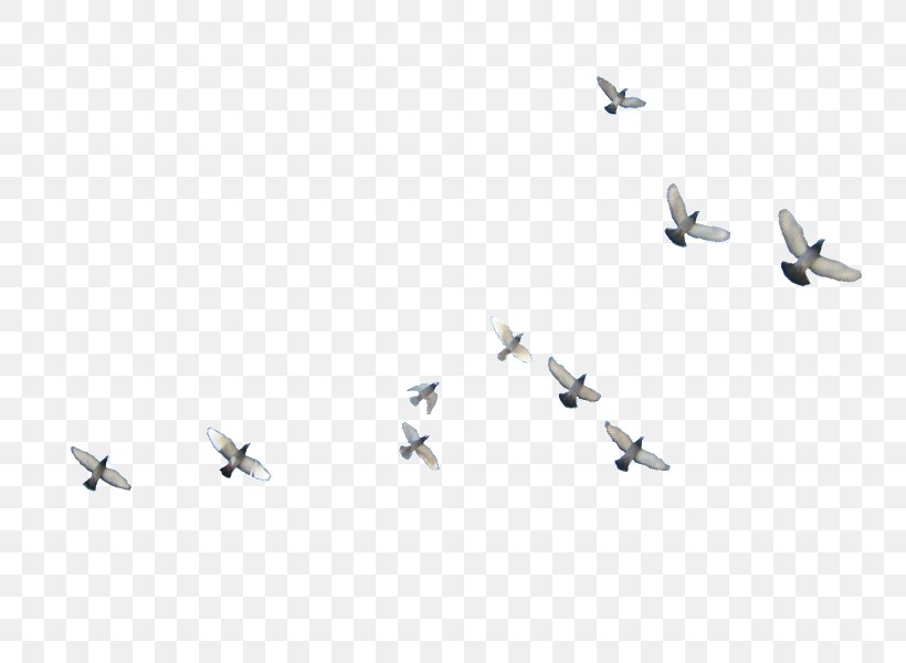 Bird Flight Parrot Airplane Aircraft, PNG, 800x600px, Bird, Aerospace Engineering, Air Force, Air Travel, Aircraft Download Free