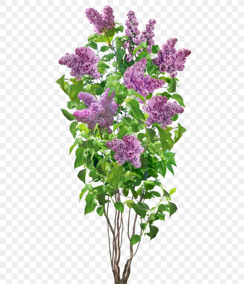 Flower Lilac, PNG, 500x955px, Flower, Annual Plant, Cut Flowers, Floral Design, Flowering Plant Download Free