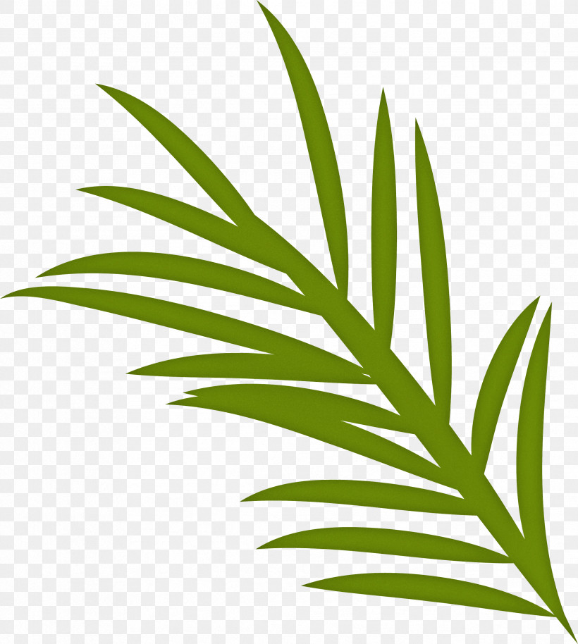 Spanish Food Spanish Cuisine, PNG, 2381x2656px, Spanish Food, Biology, Grasses, Leaf, Palm Trees Download Free