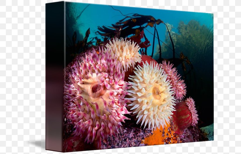 Coral Reef Marine Biology Sea Anemone Invertebrate, PNG, 650x525px, Coral Reef, Biology, Cnidaria, Coral, Invertebrate Download Free