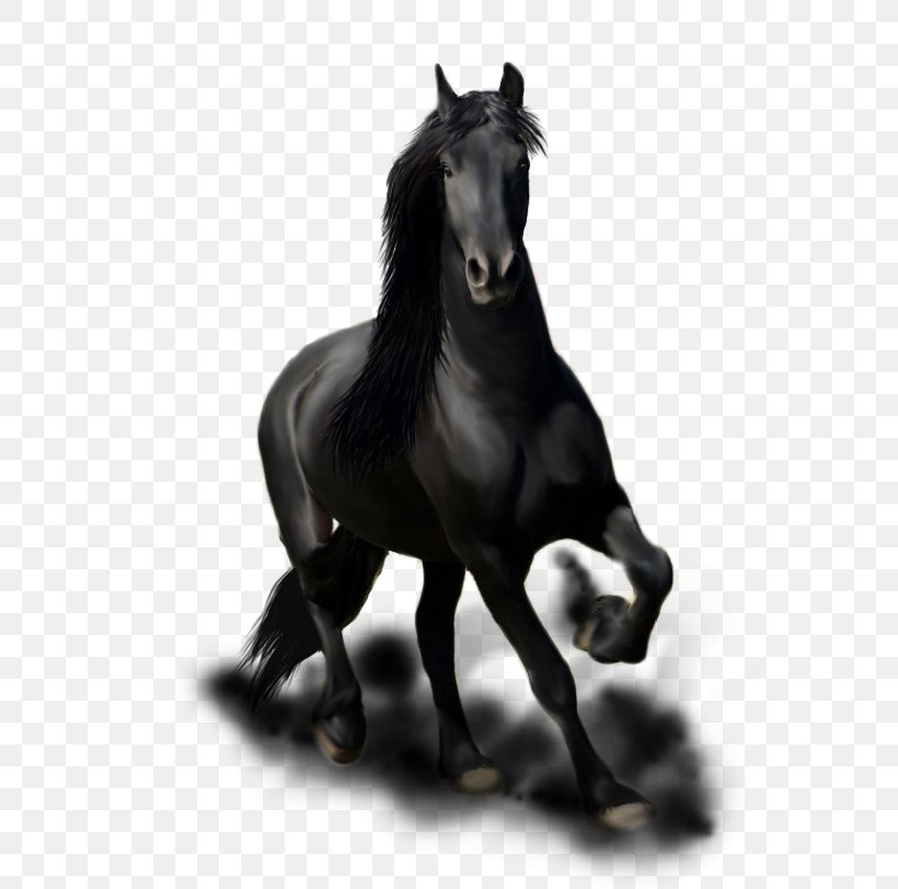 Friesian Horse Stallion Mane Mustang Mare, PNG, 619x812px, Friesian Horse, Animal, Art, Black And White, Colt Download Free
