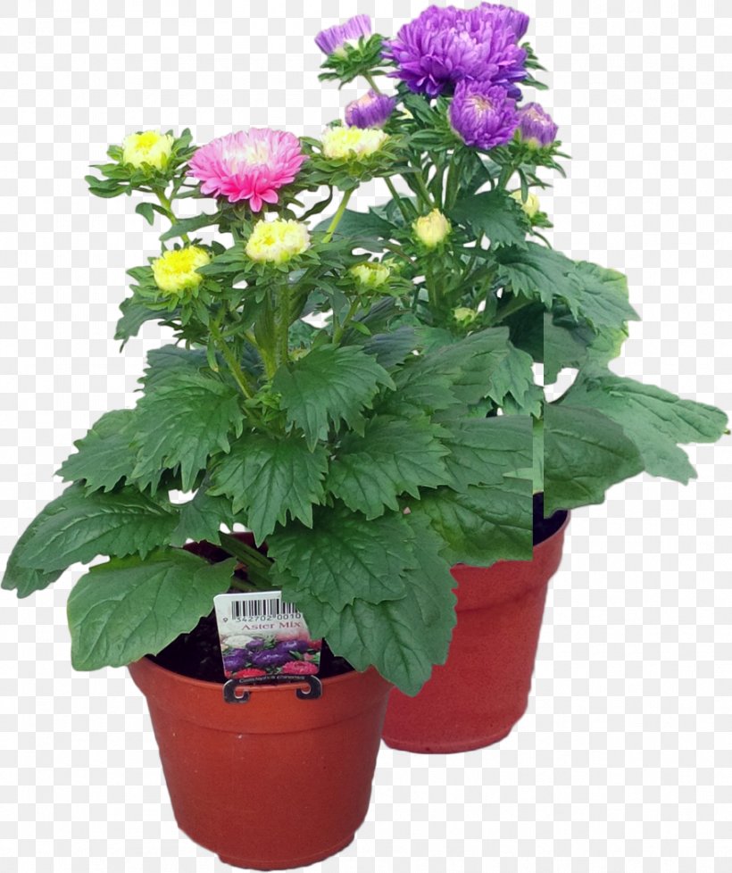 Chrysanthemum Flowerpot Wax Begonia Nursery Tuberous Begonias, PNG, 886x1057px, Chrysanthemum, Ageratum, Annual Plant, Aster, Begonia Download Free