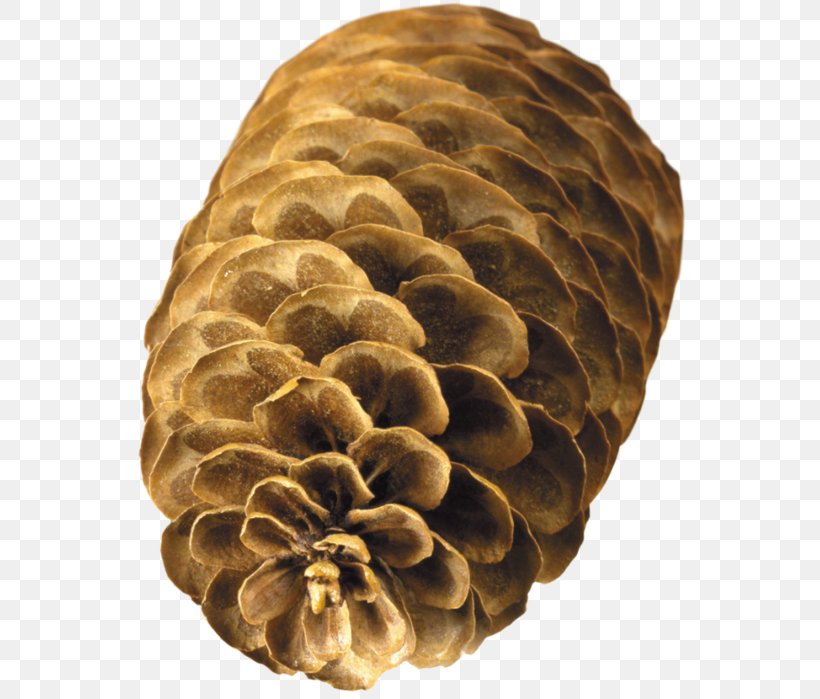 Conifer Cone Clip Art Image JPEG, PNG, 559x699px, Conifer Cone, Albom, Branch, Child, Conifer Download Free