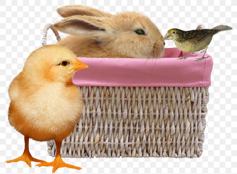 Duck Chicken Rabbit, PNG, 794x602px, Duck, Basket, Beak, Bird, Chicken Download Free