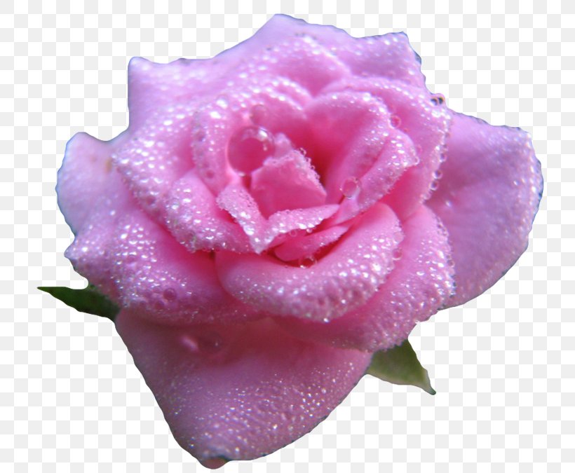 Garden Roses Cabbage Rose Floribunda Cut Flowers, PNG, 750x675px, Garden Roses, Blossom, Blue, Cabbage Rose, China Rose Download Free