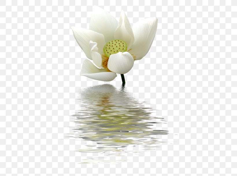 Nelumbo Nucifera Nymphaea Lotus Flower Clip Art, PNG, 460x608px, Nelumbo Nucifera, Aquatic Plant, Close Up, Egyptian Lotus, Flower Download Free