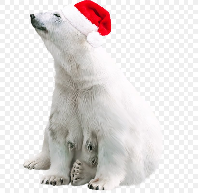 Polar Bear Brown Bear Image, PNG, 800x800px, Polar Bear, Animal, Bear, Bears, Brown Bear Download Free