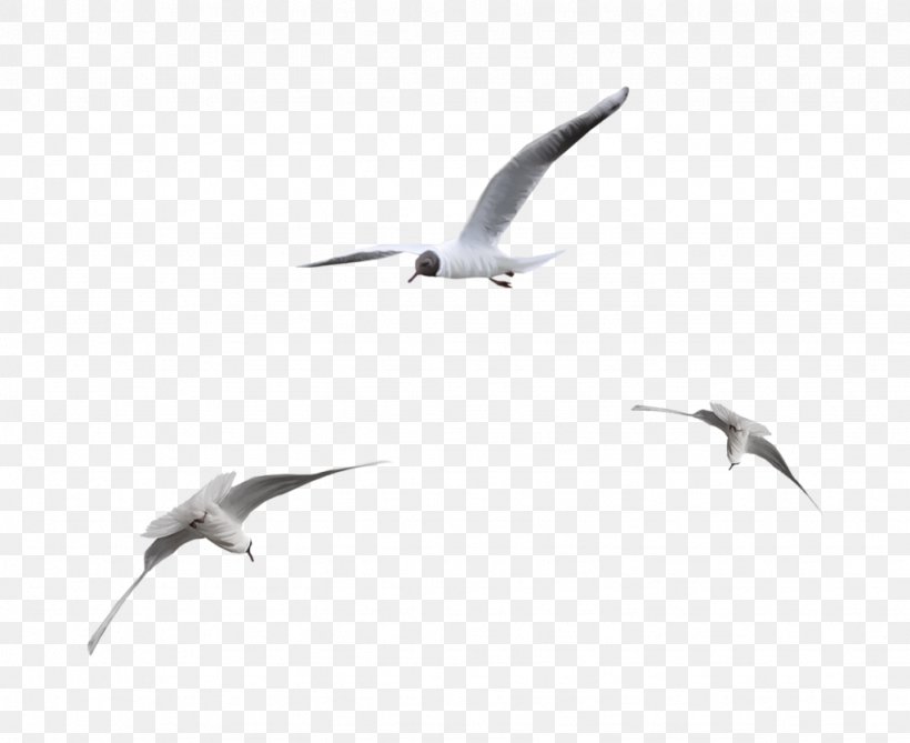 Seabird Ivory Gulls, PNG, 1024x836px, Bird, Adobe Flash, Adobe Flash Player, Beak, Bird Migration Download Free