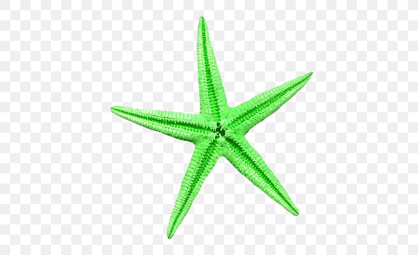 Starfish Sea Green, PNG, 500x500px, Starfish, Animal, Bit, Echinoderm, Grass Download Free
