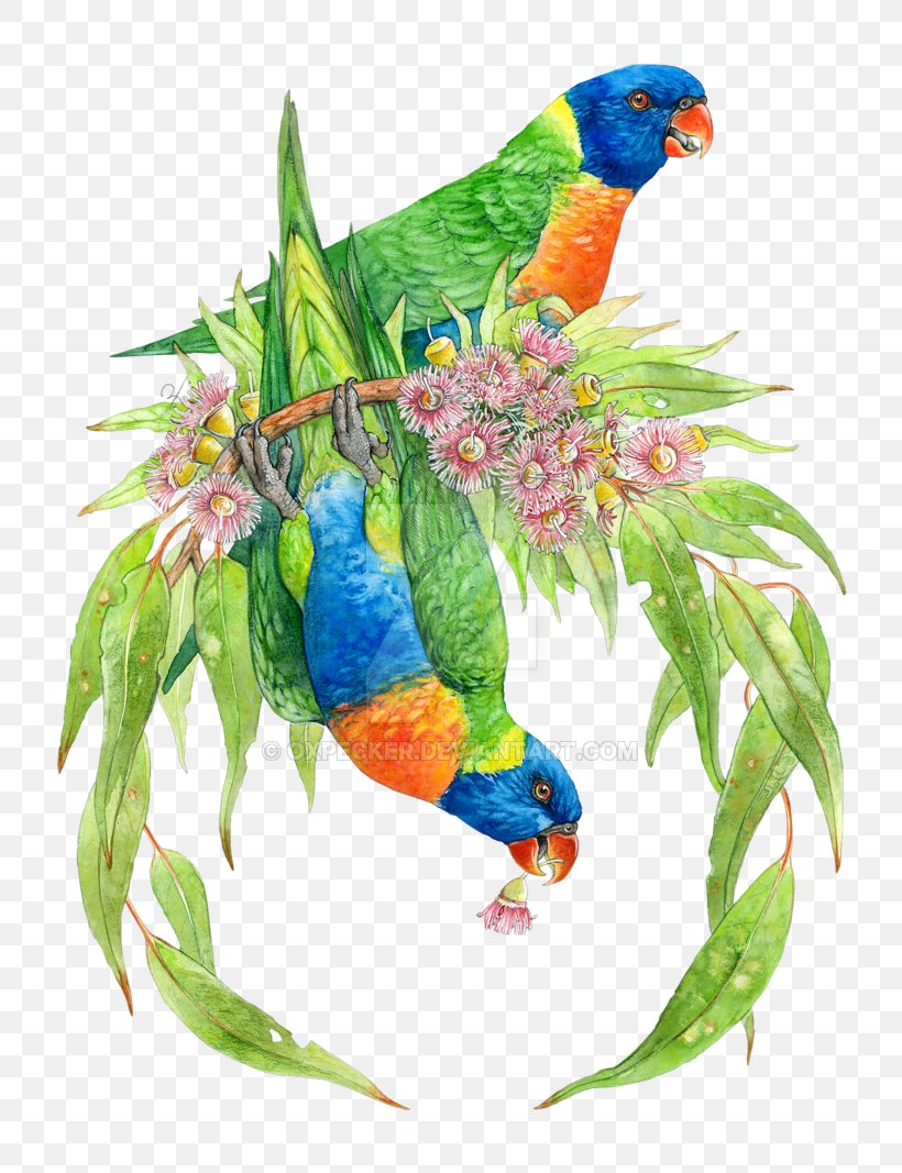Bird Parrot Lories And Lorikeets Rainbow Lorikeet Drawing, PNG, 800x1067px, Bird, Art, Beak, Common Pet Parakeet, Drawing Download Free