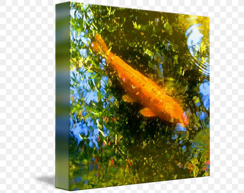 Koi Goldfish Canvas Print Gallery Wrap, PNG, 607x650px, Koi, Aquarium, Aquariums, Art, Canvas Download Free