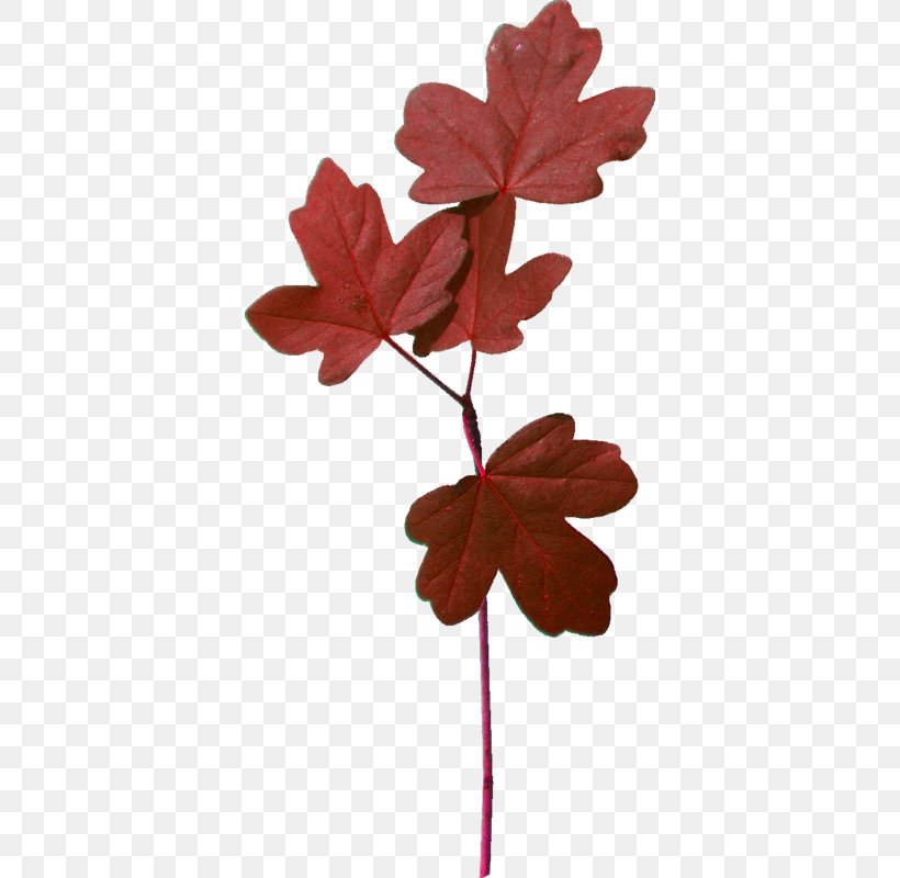Red Maple Tree, PNG, 374x800px, Leaf, Black Maple, Branch, Color, Flower Download Free