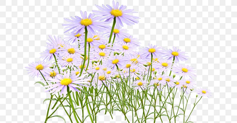 Chrysanthemum Tea Oxeye Daisy Yellow, PNG, 650x426px, Chrysanthemum Tea, Chamaemelum Nobile, Chrysanthemum, Color, Daisy Download Free