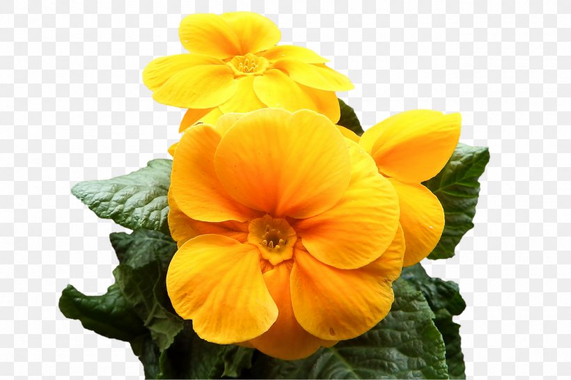 Cowslip Primrose Yellow Flower Image, PNG, 1280x853px, Cowslip, Annual Plant, Begonia, Flower, Flowering Plant Download Free