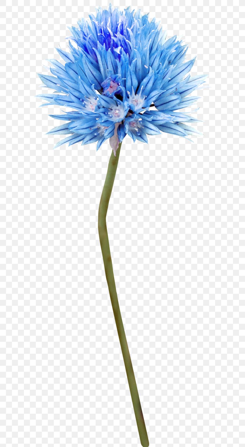 Cut Flowers Blue Tattoo Plant Stem, PNG, 600x1491px, 2017, Flower, Aster, Blue, Butterflies And Moths Download Free