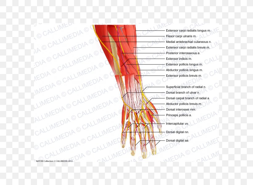 Thumb Nerve Muscle Forearm Blood Vessel, PNG, 600x600px, Watercolor, Cartoon, Flower, Frame, Heart Download Free