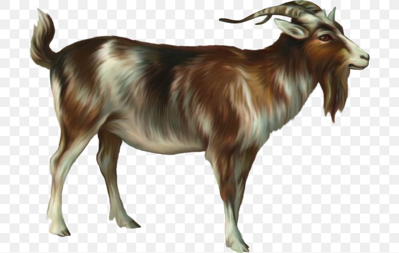 Ahuntz Goat Sheep, PNG, 700x521px, Ahuntz, Cattle Like Mammal, Cow Goat Family, Data Compression, Digital Image Download Free