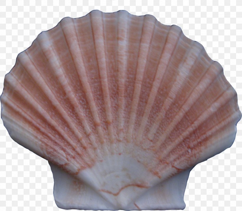 Cockle Conchology Seashell, PNG, 2626x2291px, Cockle, Biology, Clams Oysters Mussels And Scallops, Conchology, Marine Biology Download Free