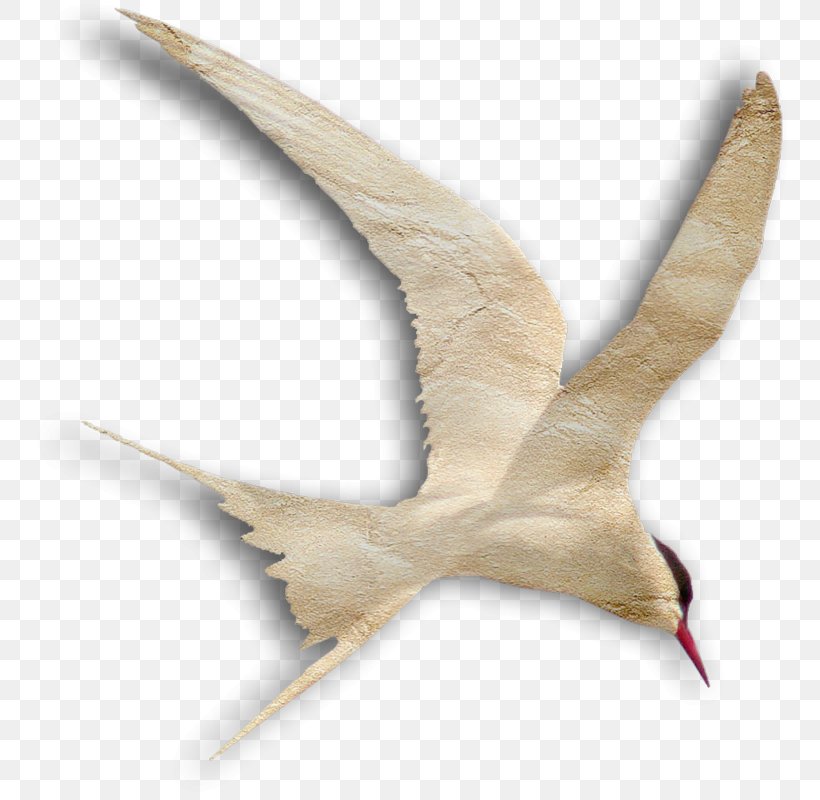 Cygnini Goose Duck Water Bird, PNG, 763x800px, Cygnini, Beak, Bird, Crane, Crane Like Bird Download Free