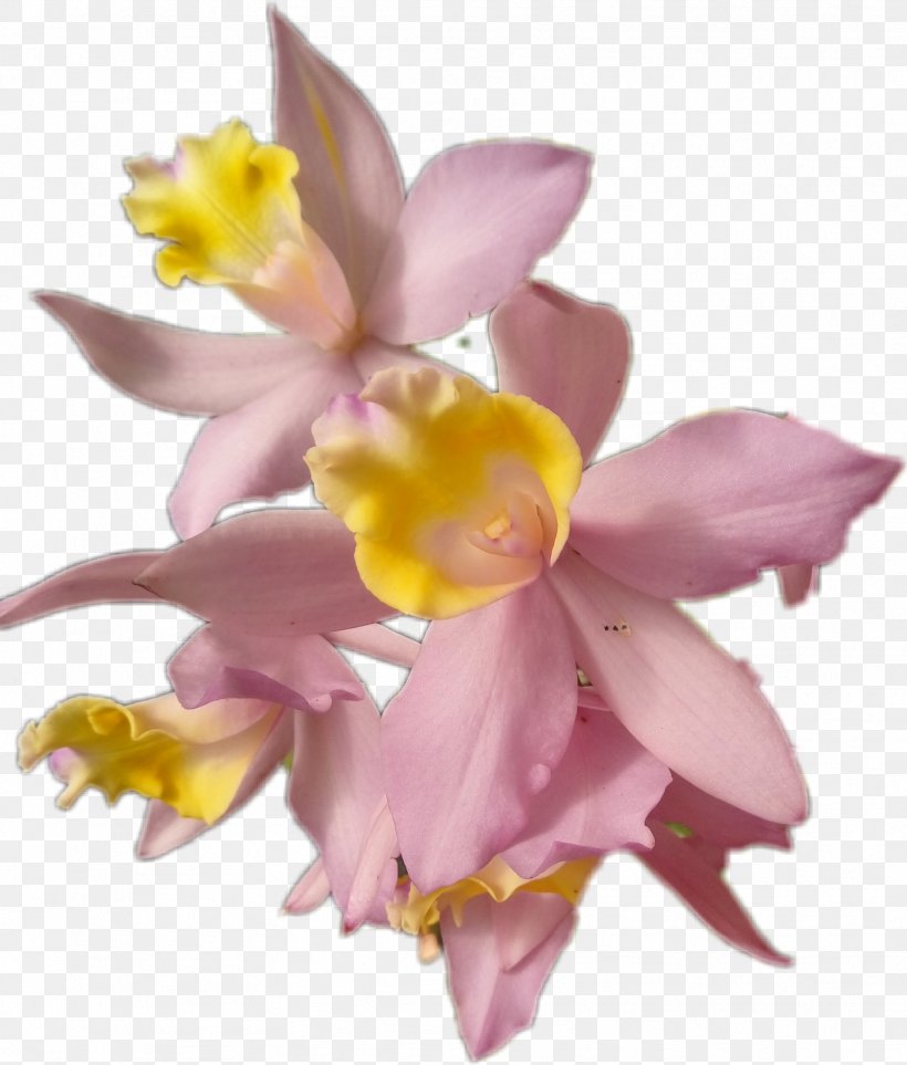 Lily Flower Cartoon, PNG, 1772x2082px, Flower, Artificial Flower, Cattleya, Cut Flowers, Dendrobium Download Free