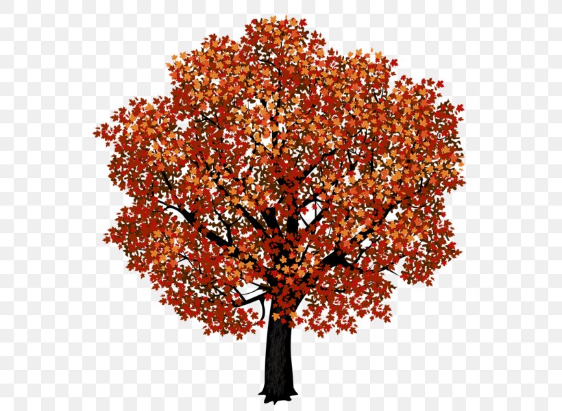 Tree Deciduous Pine Clip Art, PNG, 581x600px, Tree, Autumn, Branch, Deciduous, Hazel Download Free