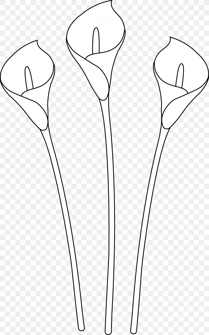 Arum-lily Easter Lily Drawing Line Art Clip Art, PNG, 4552x7286px, Arumlily, Black And White, Calla Lily, Callalily, Drawing Download Free