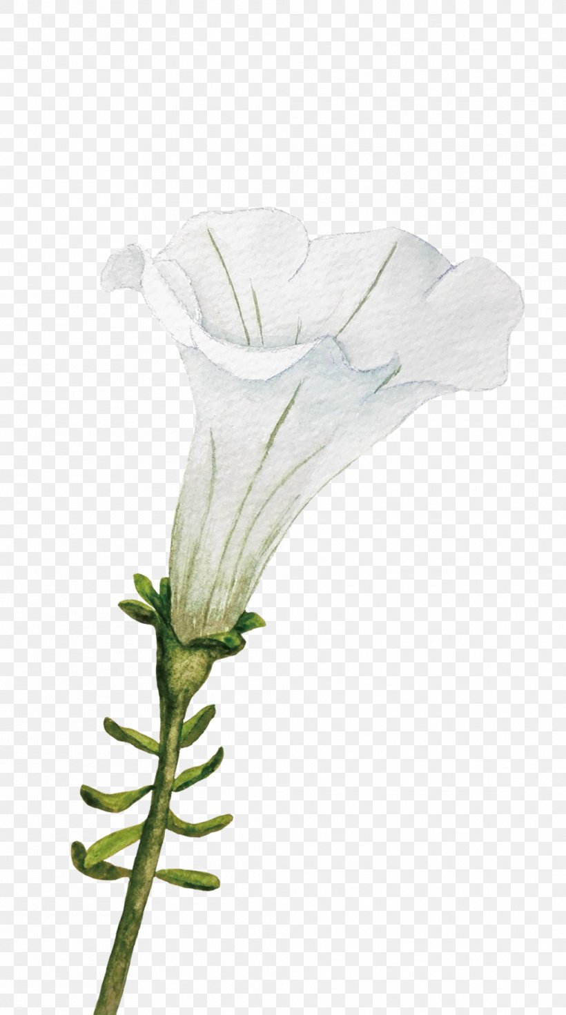Cut Flowers Ipomoea Nil White Plant, PNG, 1012x1816px, Watercolor, Cartoon, Flower, Frame, Heart Download Free