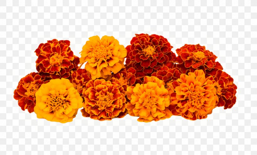 Flowers Background, PNG, 992x597px, Mexican Marigold, Annual Plant, Cockscomb, Cut Flowers, English Marigold Download Free