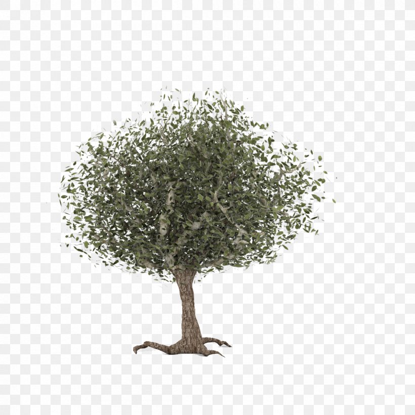 Twig Common Hawthorn Celtic Sacred Trees, PNG, 1200x1200px, 3d Computer Graphics, Twig, Branch, Celtic Sacred Trees, Common Hawthorn Download Free