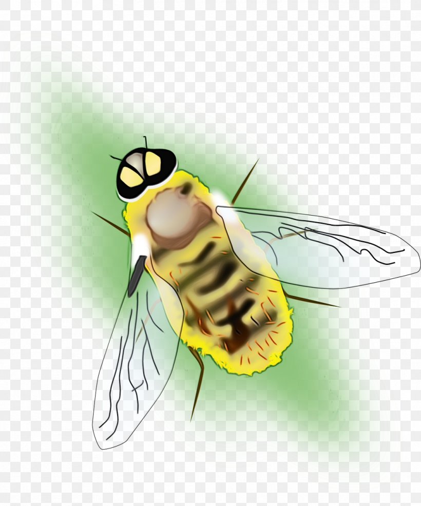 Bee Background, PNG, 1064x1280px, Watercolor, Bee, Blowflies, Bug, Bumblebee Download Free