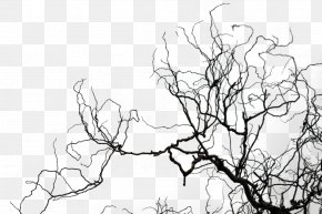 Networking Topics - Black And White Twig Sketch PNG
