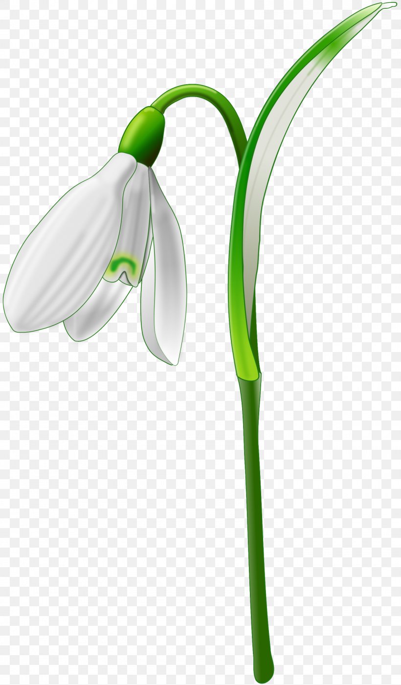 Galanthus Nivalis Clip Art, PNG, 1600x2734px, Galanthus Nivalis, Botany, Flower, Flowering Plant, Galanthus Download Free