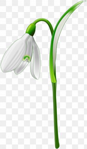Spring - Galanthus Nivalis Clip Art PNG