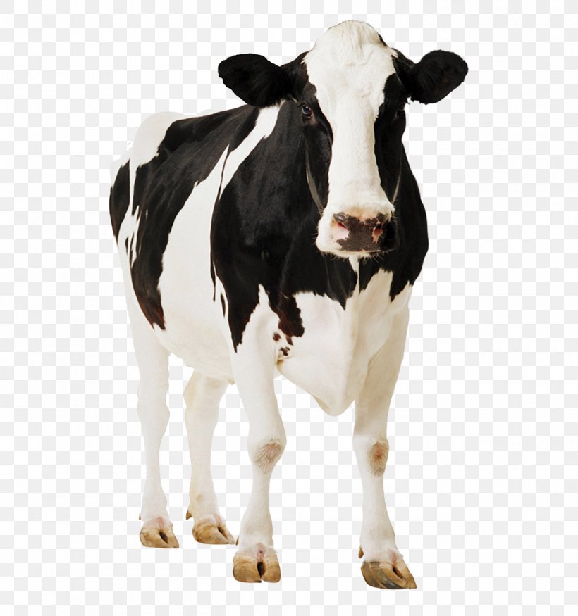 Holstein Friesian Cattle Gyr Cattle Milk, PNG, 1400x1494px, Holstein Friesian Cattle, Animal, Calf, Cattle, Cattle Like Mammal Download Free