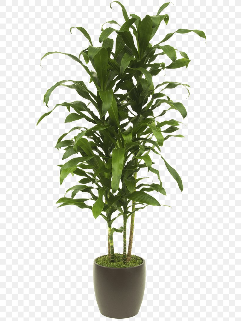 Lucky Bamboo Tropical Woody Bamboos Houseplant Areca Palm, PNG, 768x1092px, Lucky Bamboo, Areca Palm, Bonsai, Dracaena, Evergreen Download Free