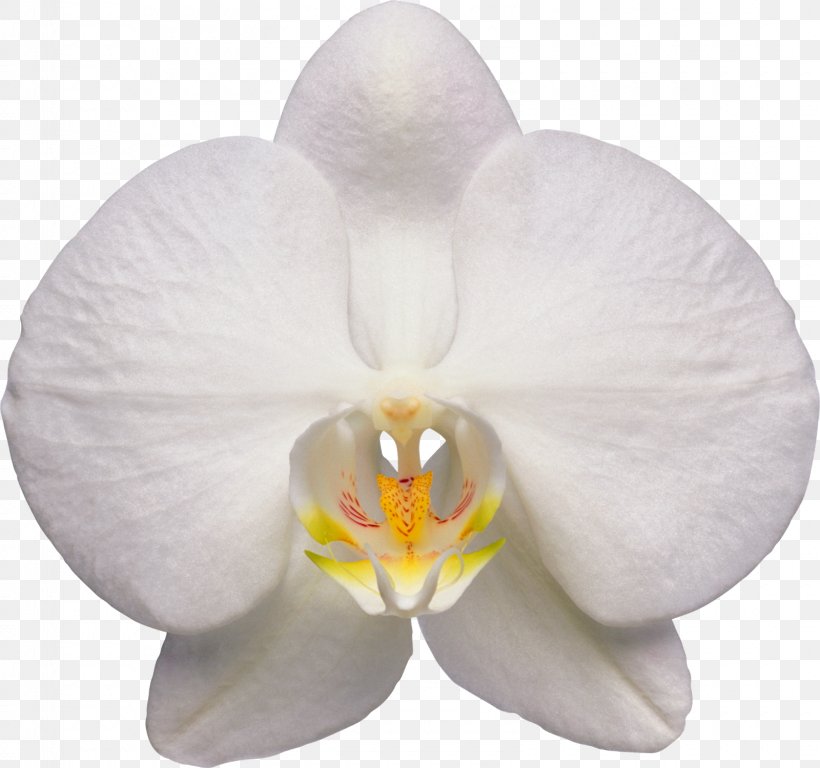 Waling-waling Moth Orchids Flower, PNG, 1600x1500px, Walingwaling, Cattleya, Flower, Flowering Plant, Moth Orchid Download Free