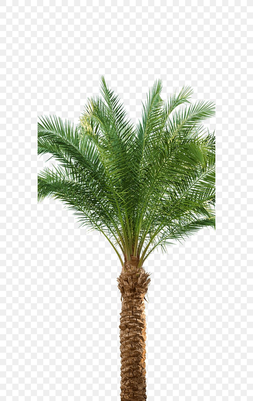 Babassu Asian Palmyra Palm Arecaceae Oil Palms Date Palm, PNG, 576x1296px, Babassu, Arecaceae, Arecales, Asian Palmyra Palm, Attalea Download Free